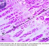 Tecido Conjuntivo - Ossificação Endocondral - Articulação 40x (4)